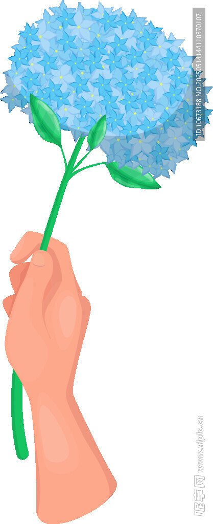 手捧藍繡球花