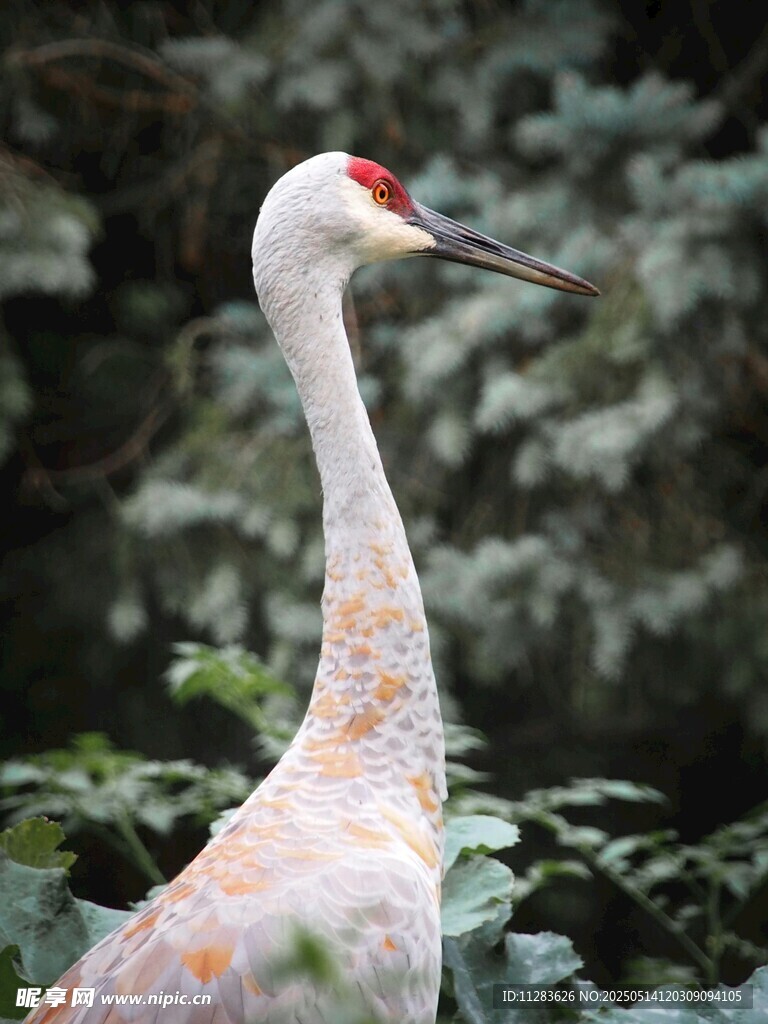 優雅白鸛立于綠植間