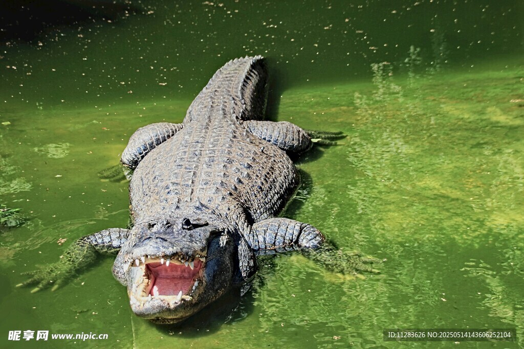 張嘴鱷魚于翠綠水面