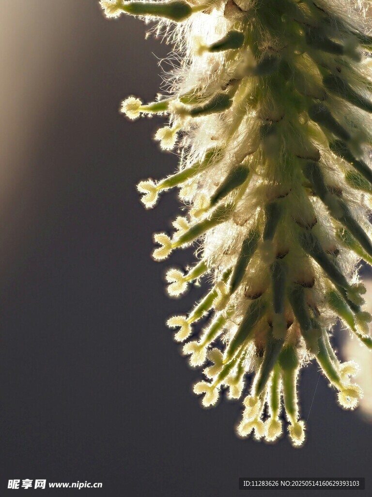 微距下的植物花蕊細節