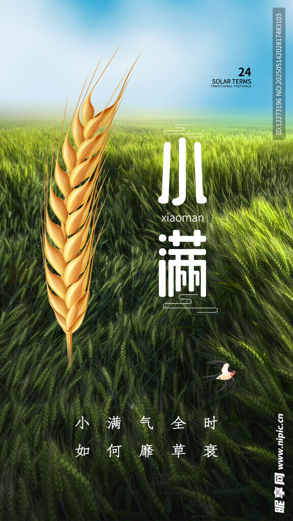小滿時節(jié)麥田風(fēng)光