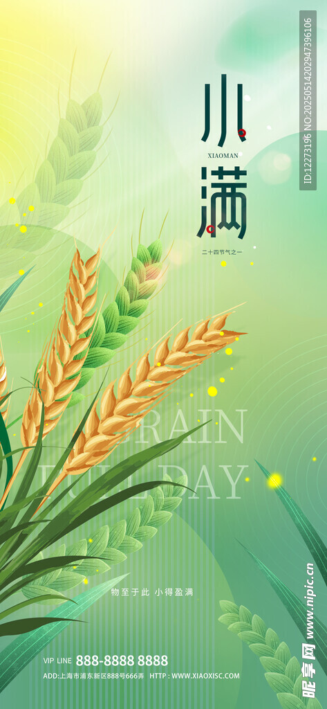 小滿時節麥穗初熟景象