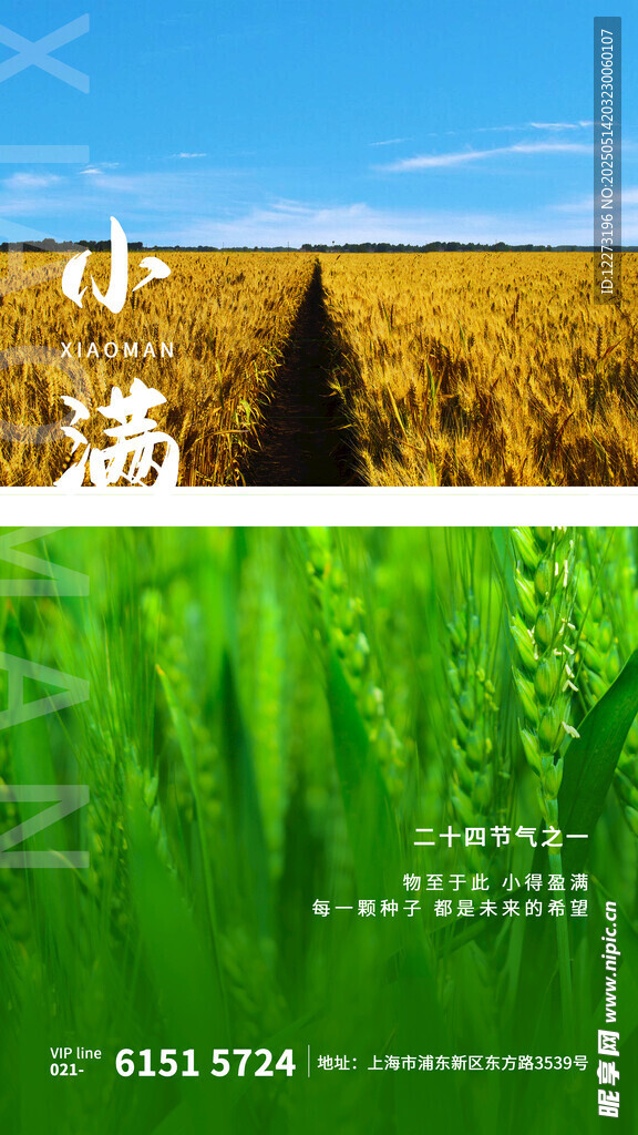小滿時節麥田風光