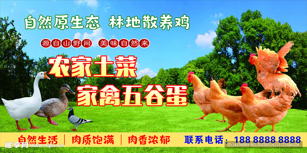 散養(yǎng)雞海報(bào)