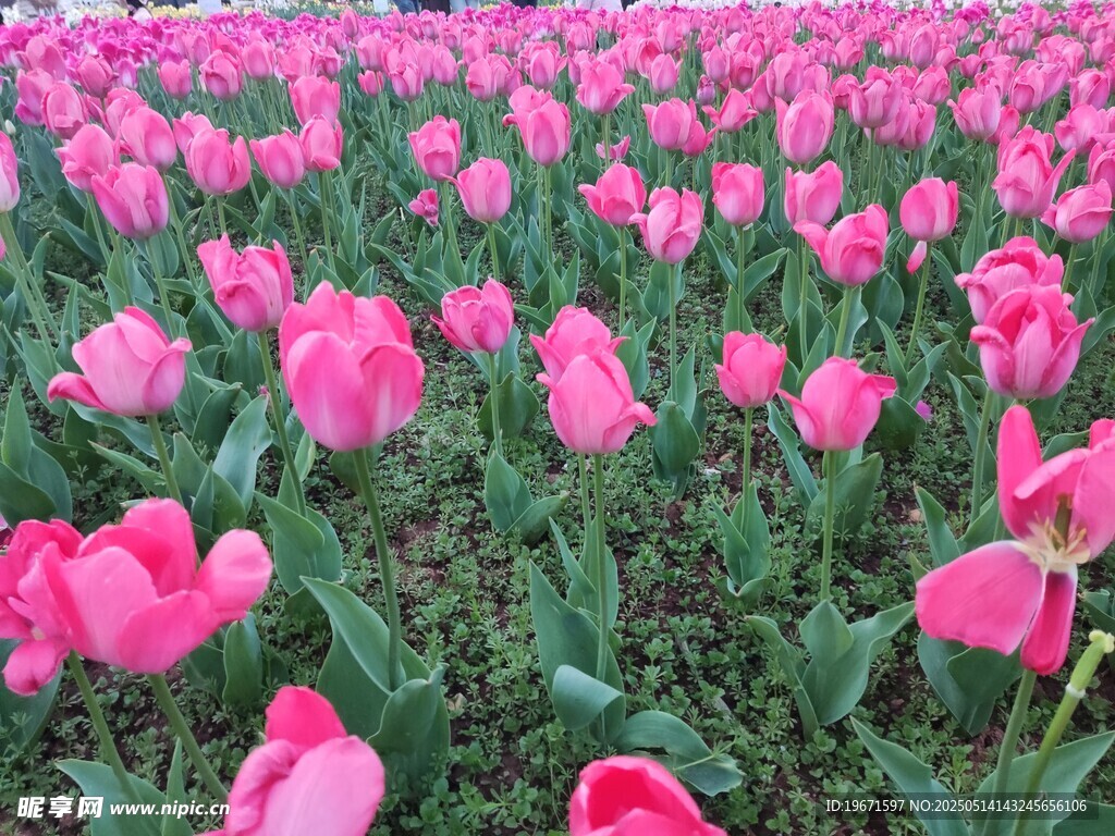 郁金香花海