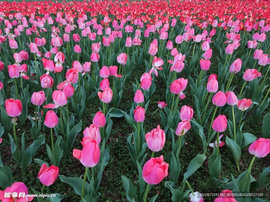 長(zhǎng)沙植物園郁金香花海