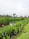 濕地植物景觀