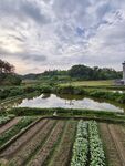 田園風光中的整齊農田