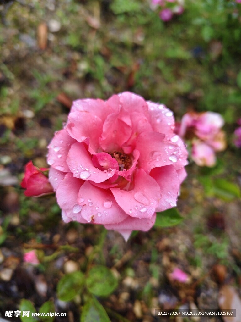 嬌艷粉色月季花綻放