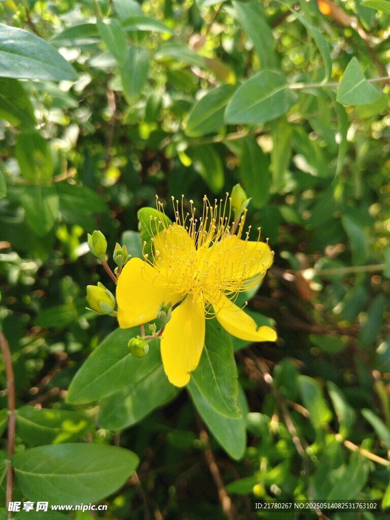 黃色小花綻放綠葉間