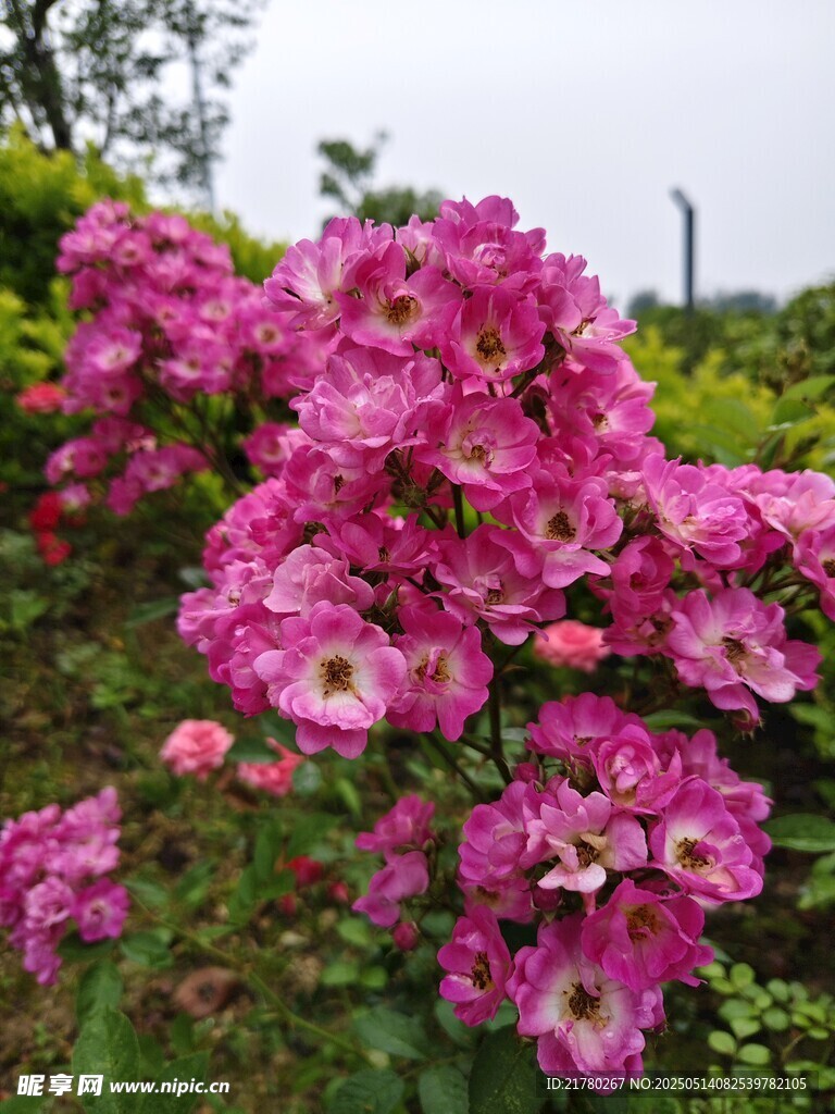 艷麗綻放的粉色花卉