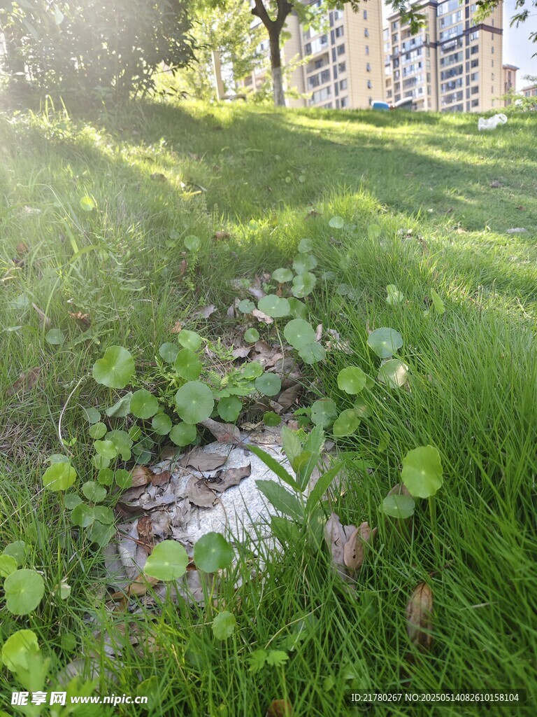 草地中的垃圾