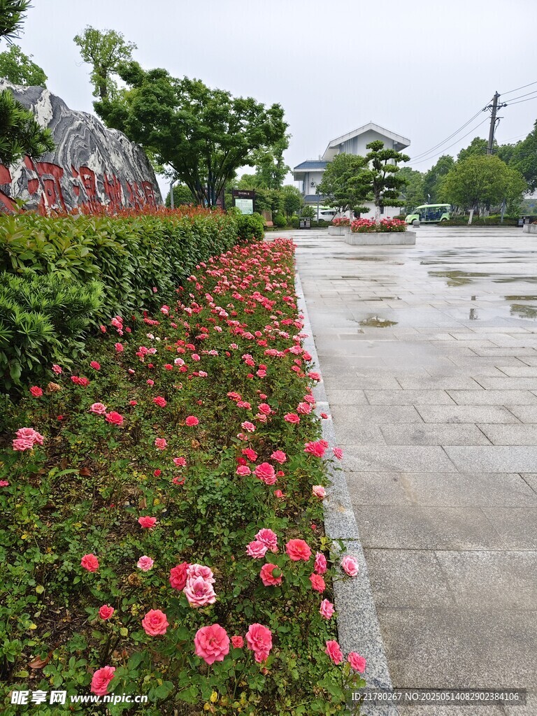 路邊綻放的鮮艷月季花