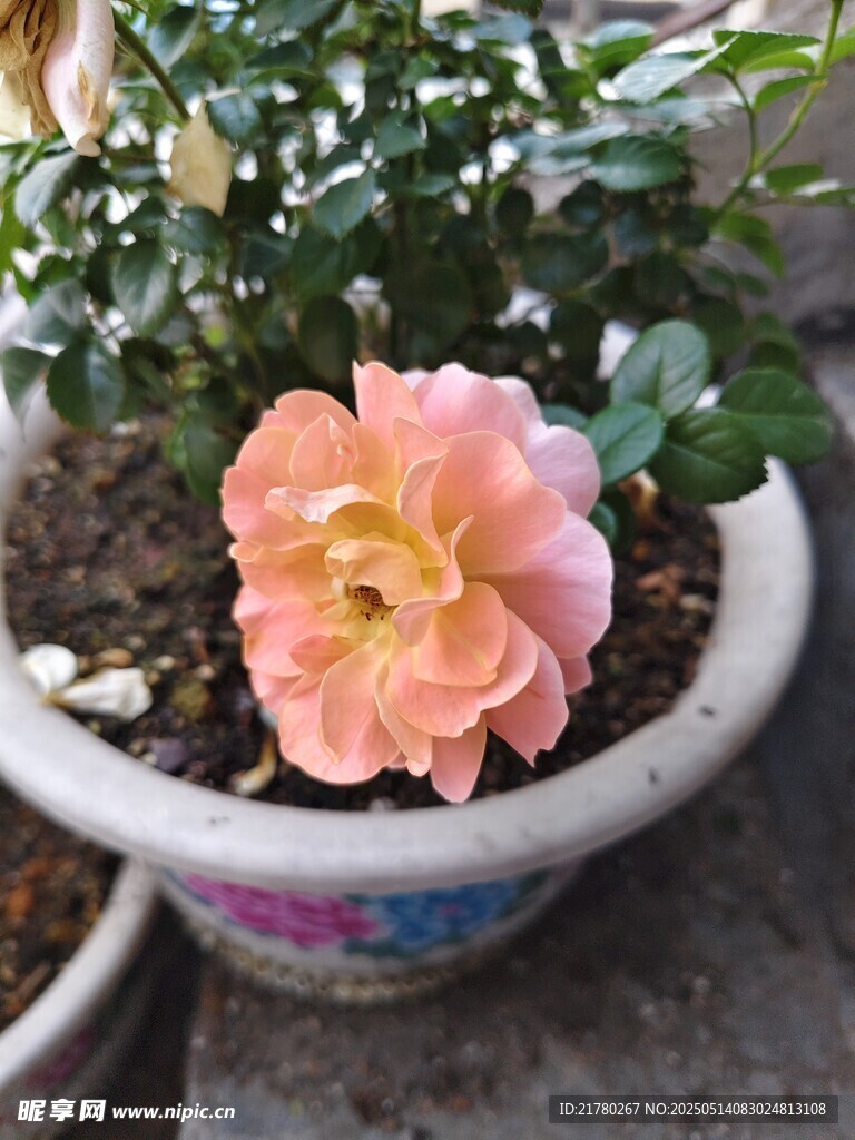 花盆中的嬌艷粉色月季花