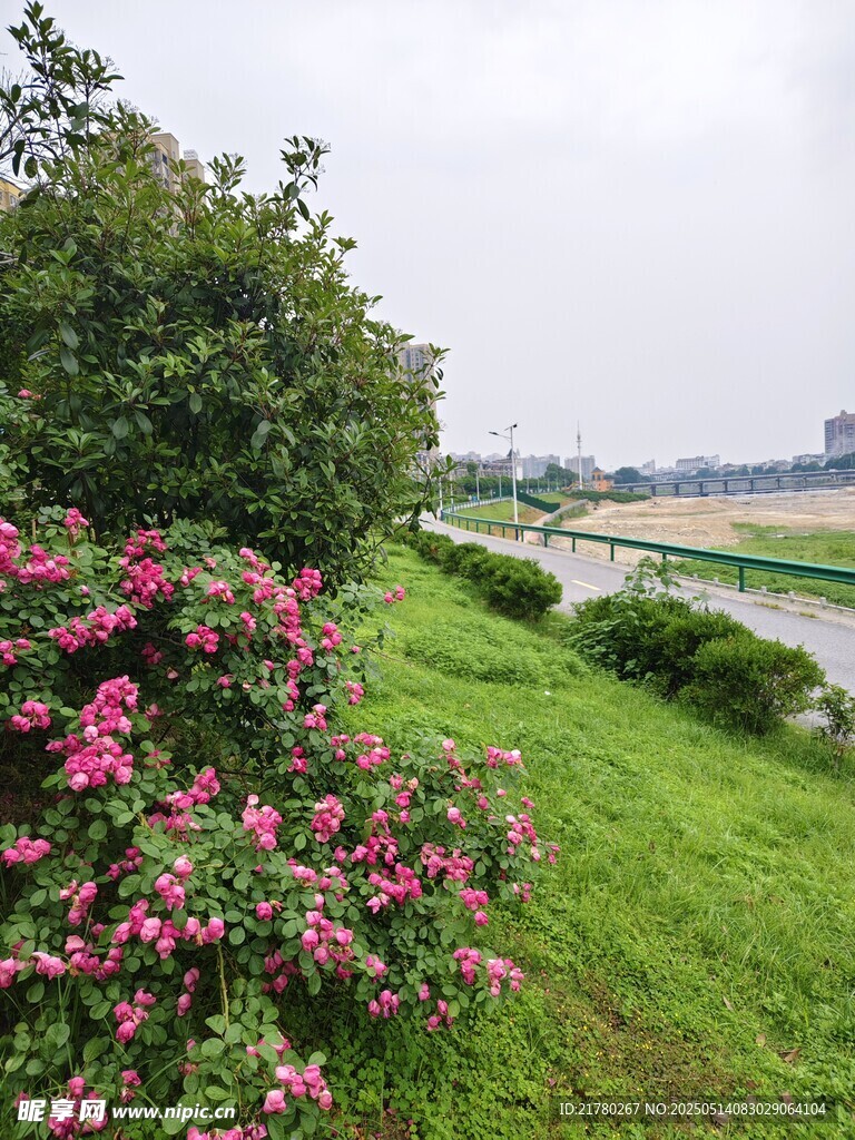 河畔繁花綠草美景