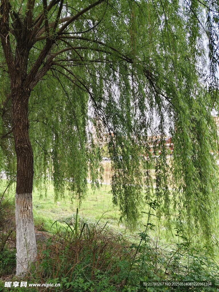 垂柳依依的綠意景致