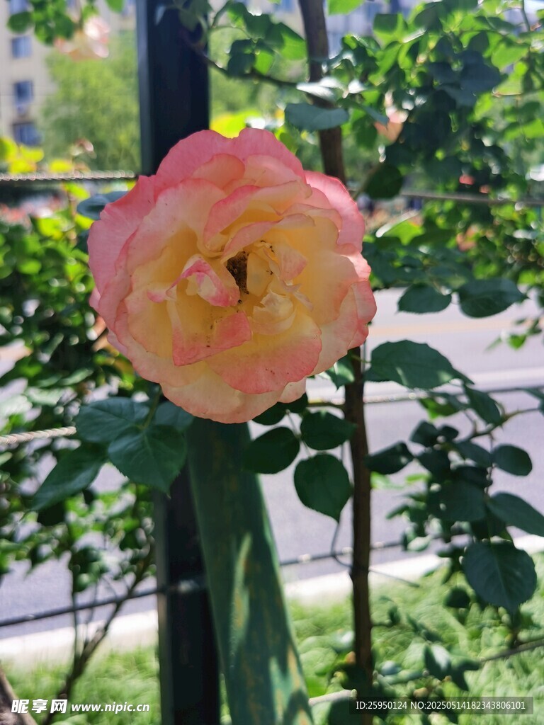 嬌艷綻放的粉色月季花