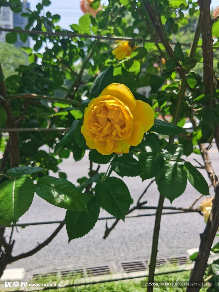 黃玫瑰綻放綠葉間