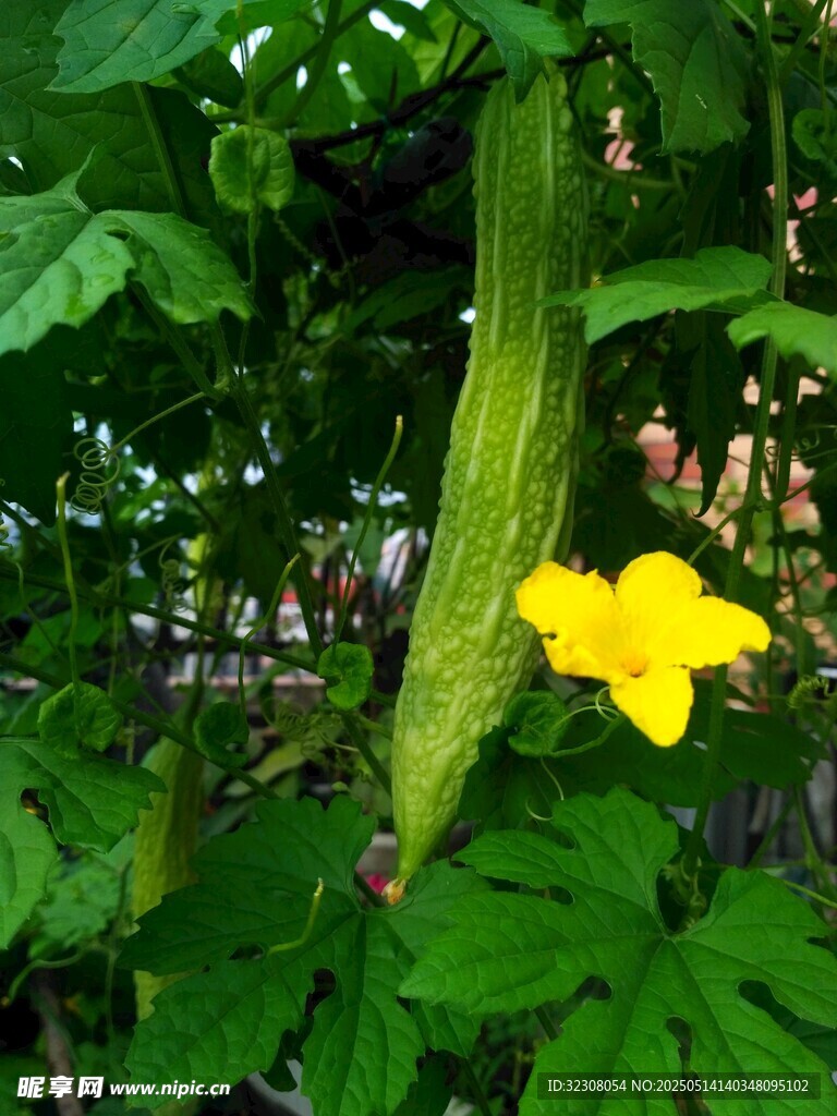藤蔓上的黃瓜與黃色小花