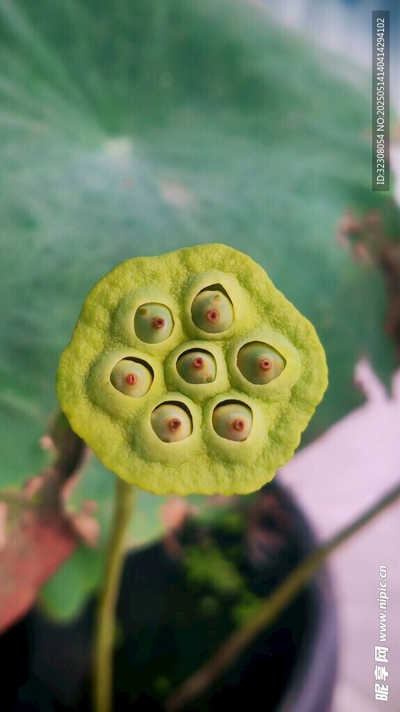 蓮蓬特寫 清新自然之美
