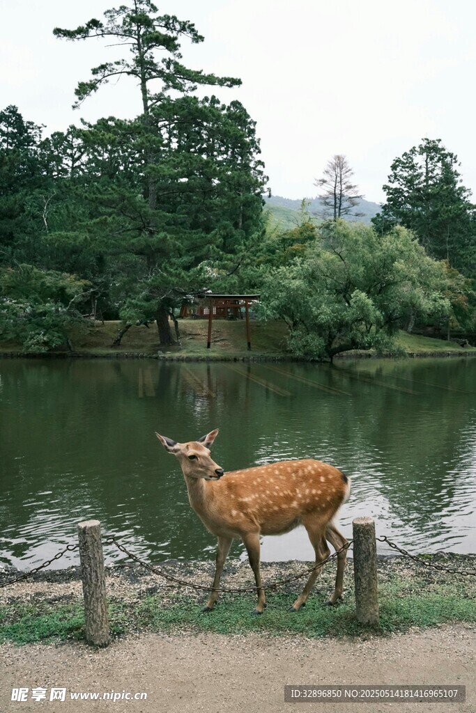 湖畔小鹿的悠然景致