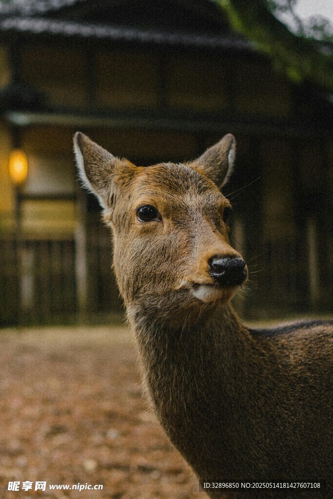 奈良小鹿特寫