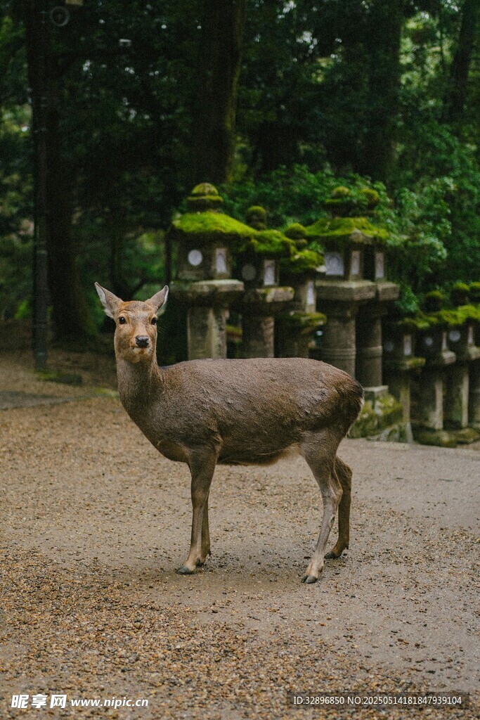 奈良小鹿在林間小道