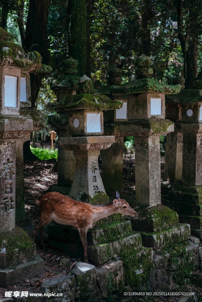 林間石燈旁休憩的狐貍