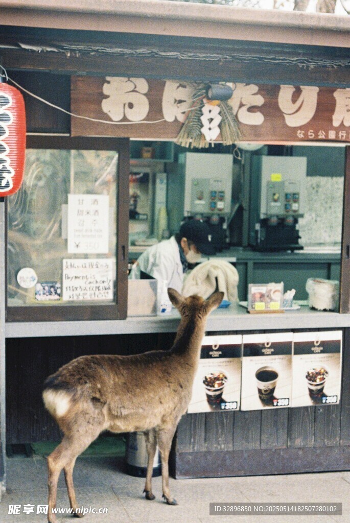 小鹿在街邊店鋪前張望