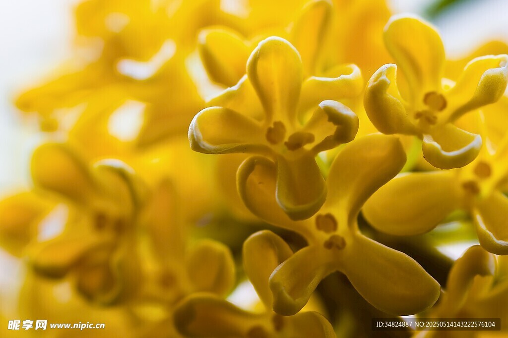 桂花金黃燦爛的簇狀花朵
