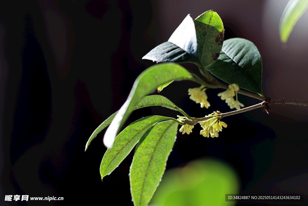 桂花綠葉間的黃色小花