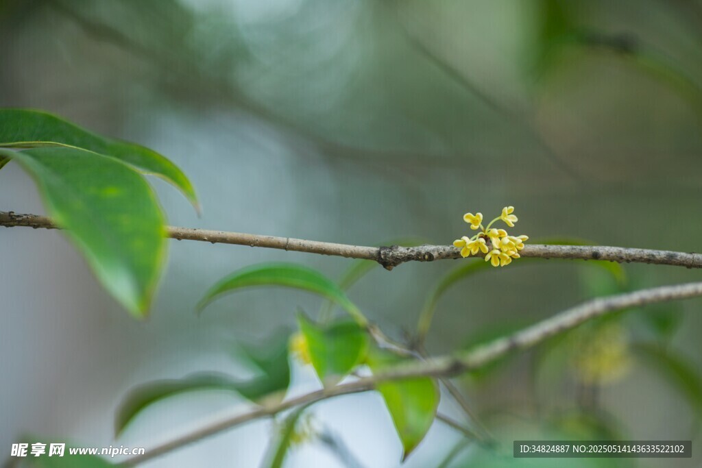 桂花枝頭小花綻放