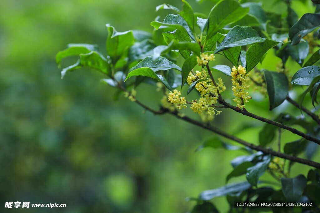 桂花雨中綻放的翠綠花枝