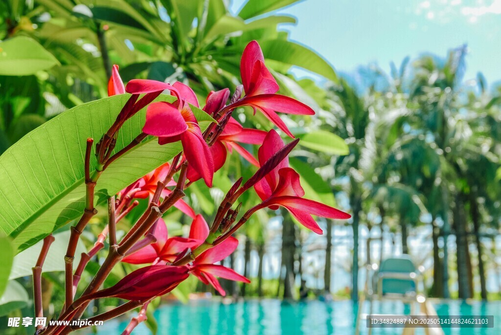 紅色雞蛋花