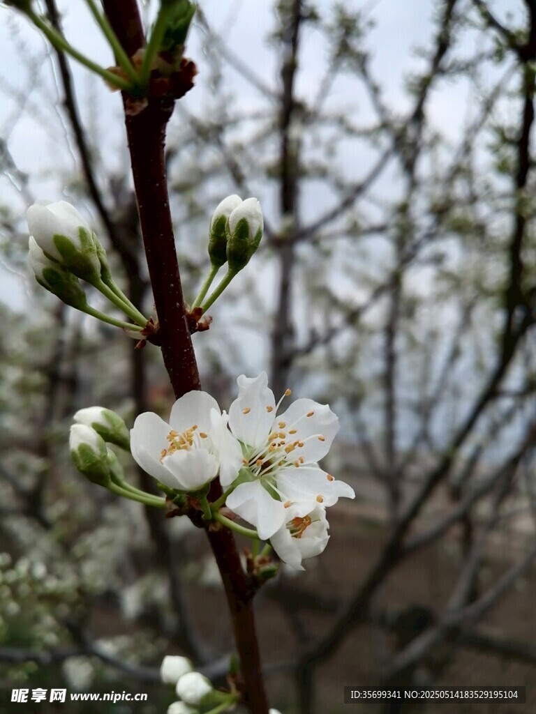 枝頭綻放的潔白小花