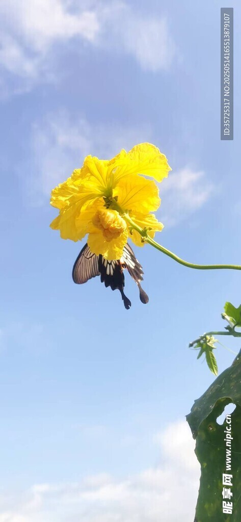 蝶戀花