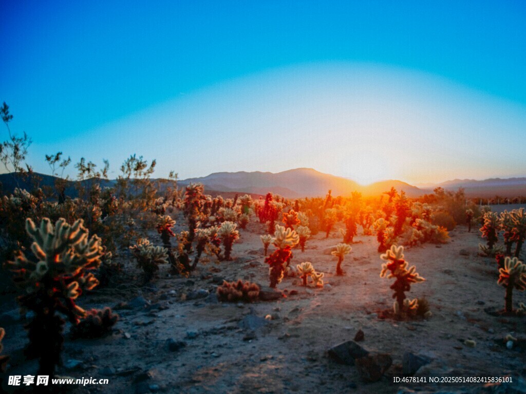 夕陽下的多彩植物景觀