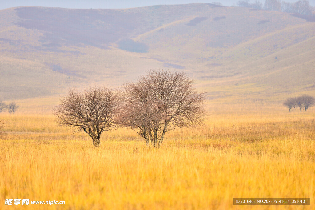 金黃 草地 自然 風景 樹木