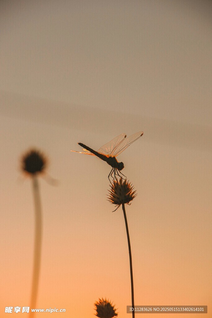 夕陽下的蜻蜓與蒲公英