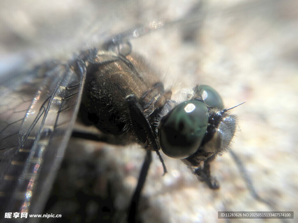 微距下的蒼蠅特寫