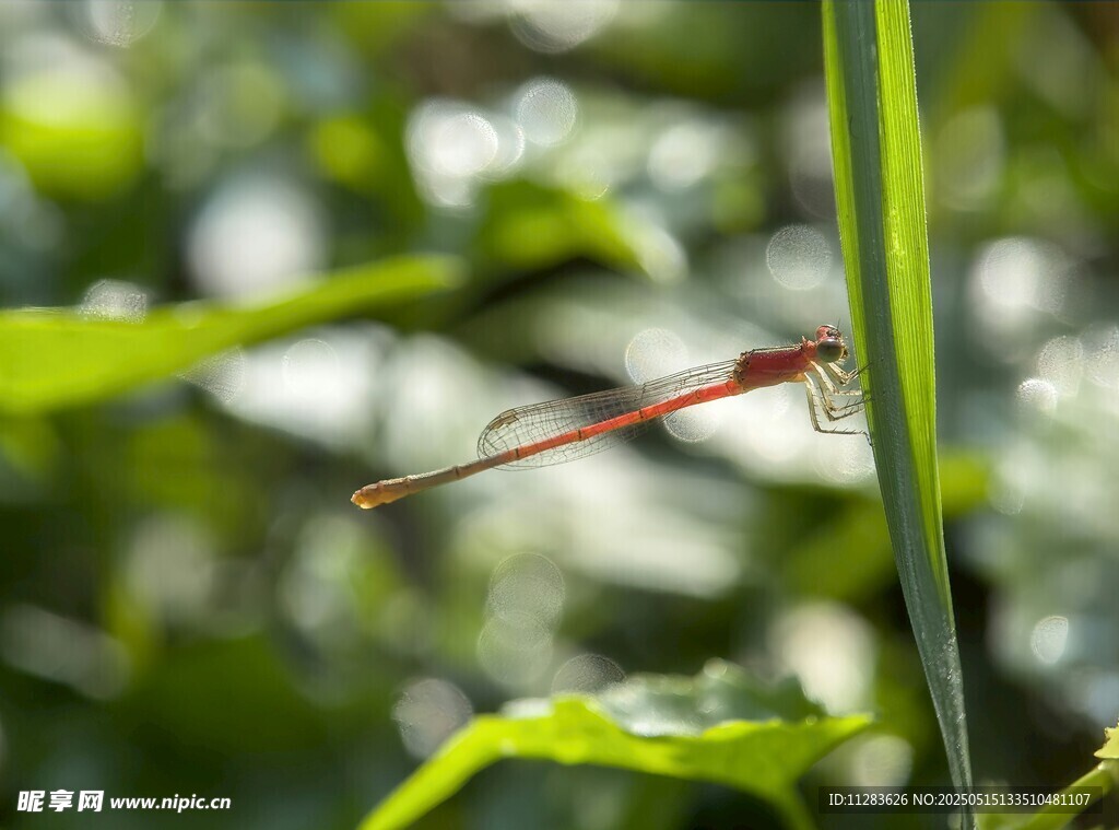 紅蜻蜓停駐綠葉間