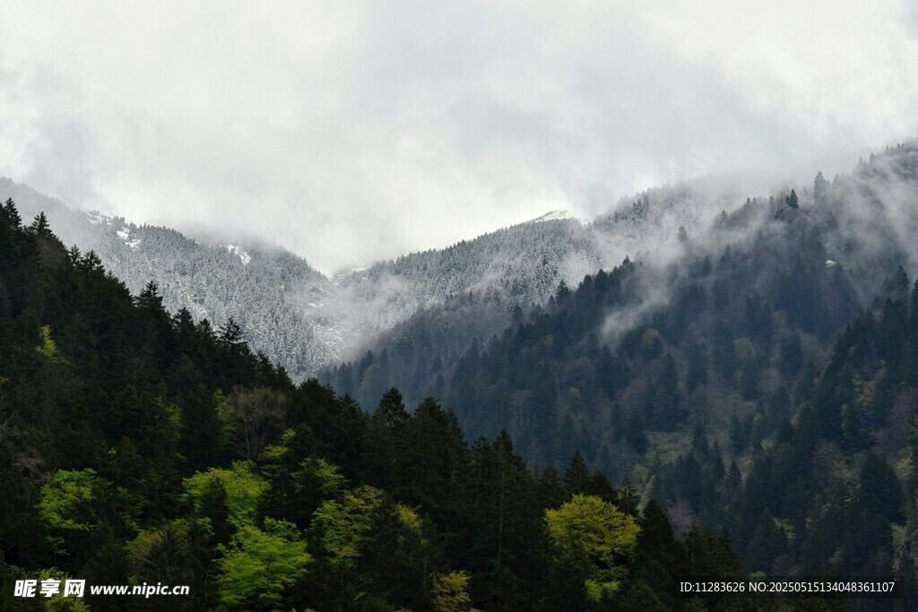 云霧繚繞的山林美景