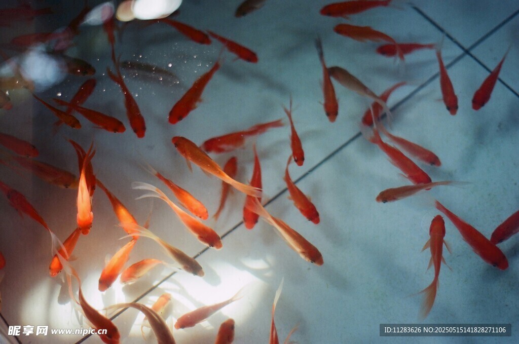 水中群游的紅色小金魚