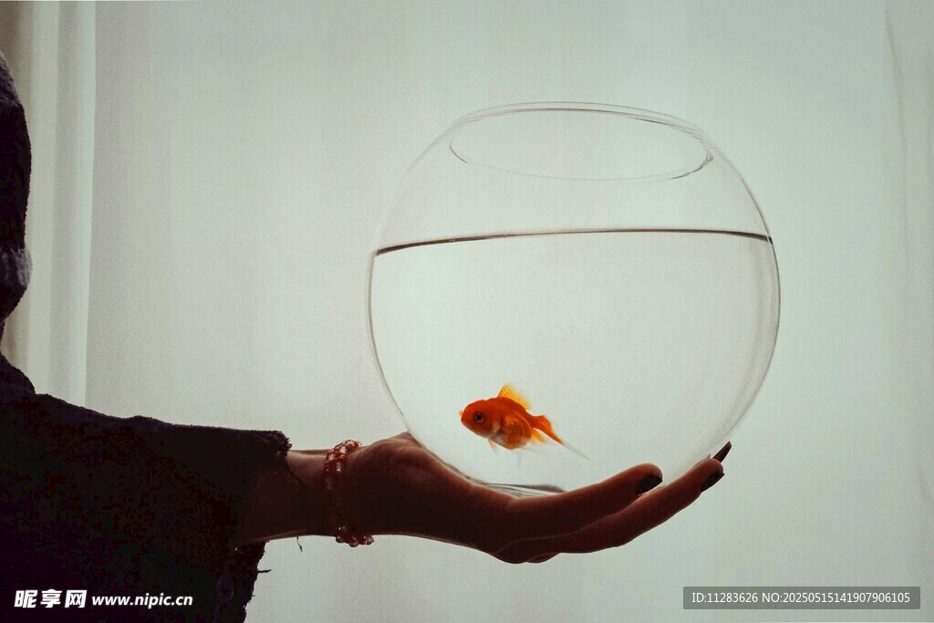 手捧魚缸中的小金魚