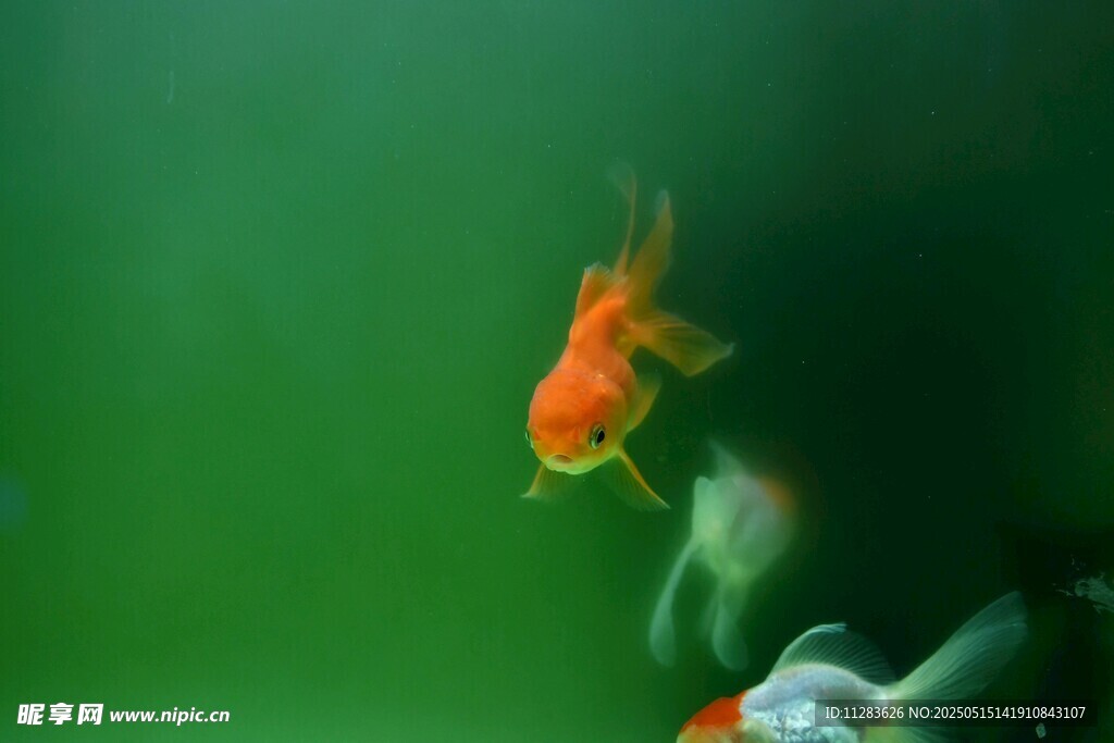 水中金魚游弋
