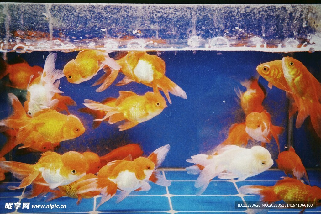 靈動金魚