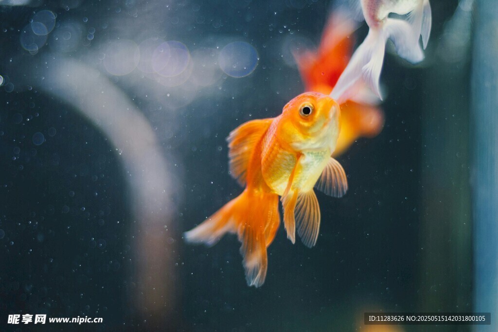 金魚水中游