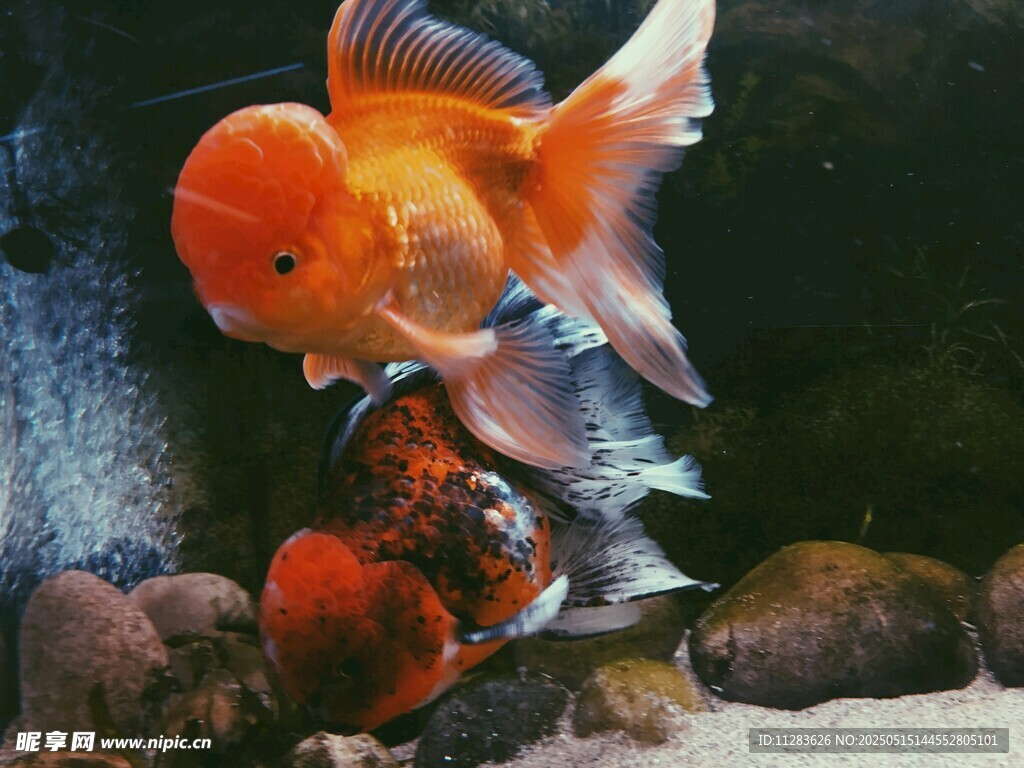 靈動金魚在水族箱中游弋