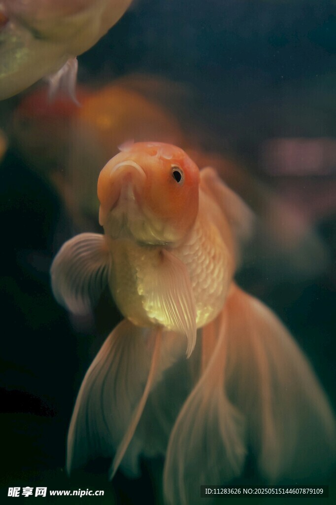 可愛金魚特寫