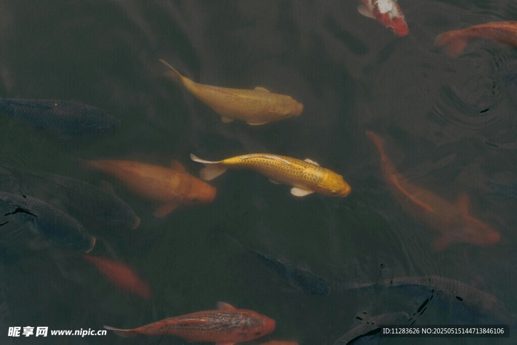 池塘中游動的多彩錦鯉
